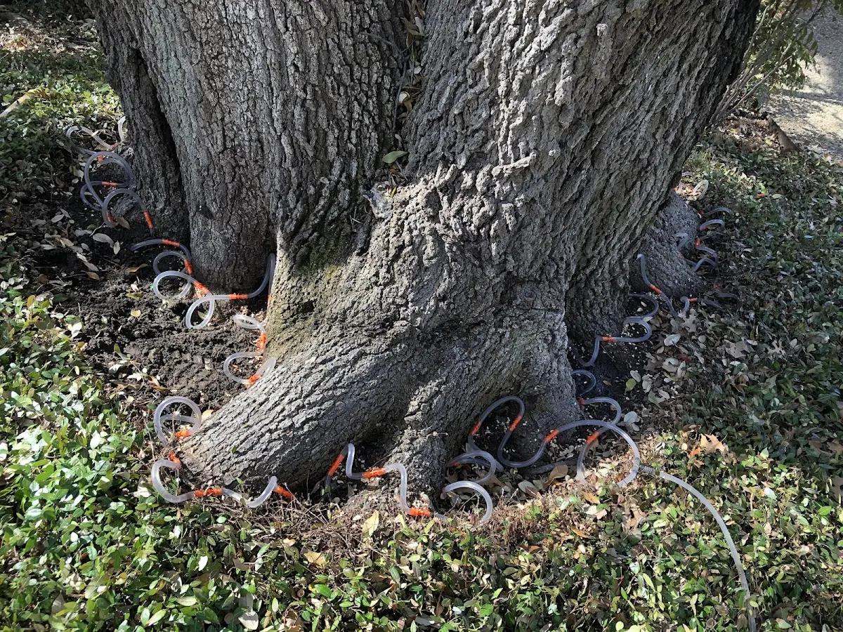 Detailed Tree Cabling and Bracing job site in Klingerstown