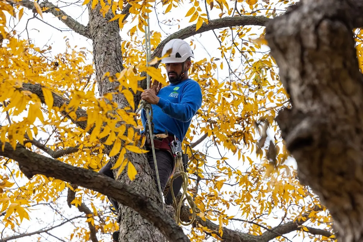 Skilled Tree Planing crew working in Klingerstown